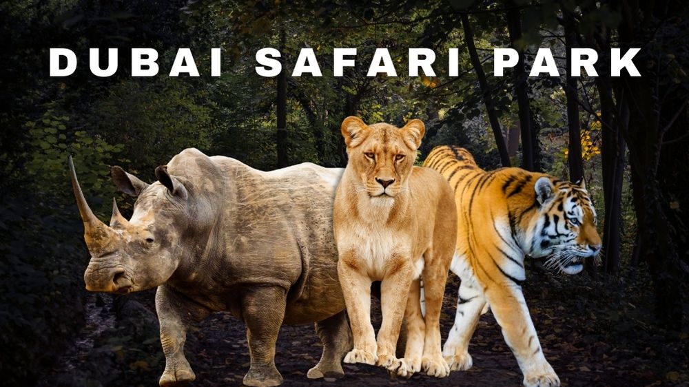 Dubai Safari Park: A Complete Guide to Dubai’s Premier Wildlife & Safari Destination